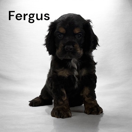 puppy, for, sale, Cocker Spaniel, Joe & Cherri  Overlease, dog, breeder, Miller, MO, dog-breeder, puppy-for-sale, forsale, nearby, find, puppyfind, locator, puppylocator, aca